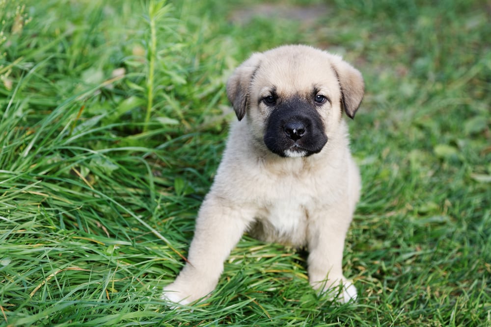 Spanish mastiff puppy