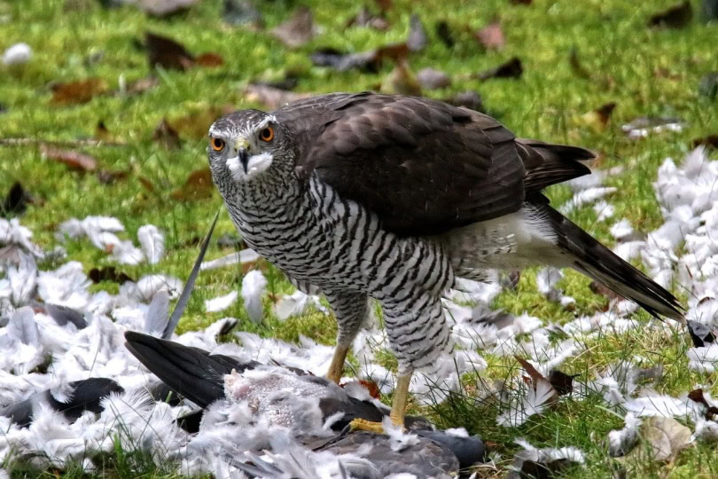 Sparrow hawk standing over its prey
