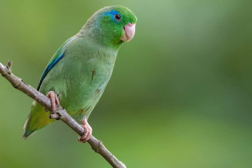 Spectacled parrotlet sitting on a branch