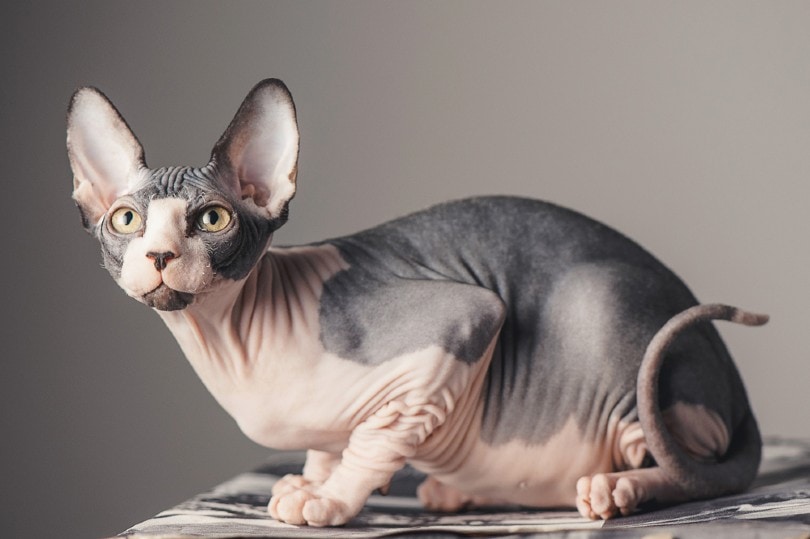 Sphinx cat