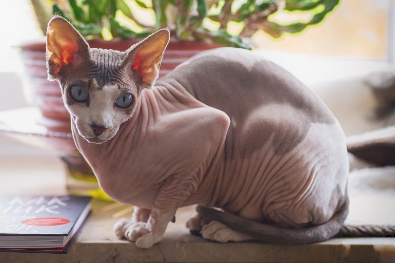 Sphynx