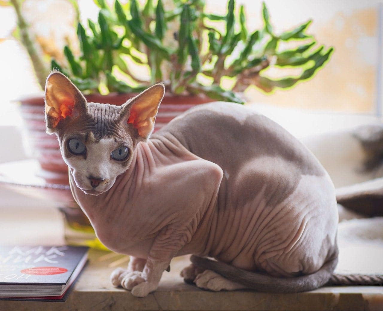 Sphynx Cat_ Igor Lukin from Pixabay