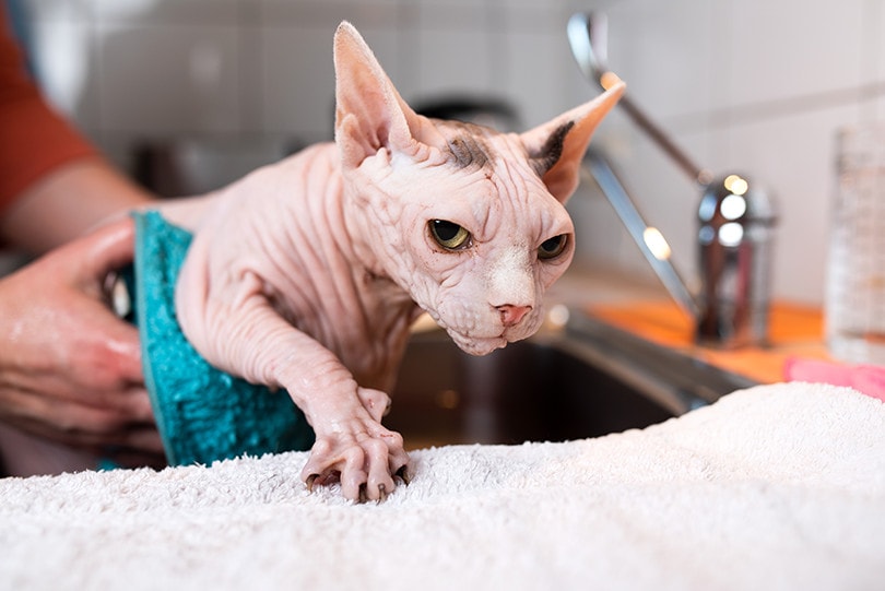 Sphynx bath