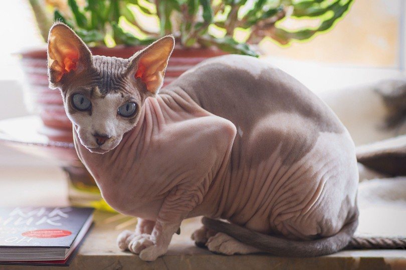Sphynx cat