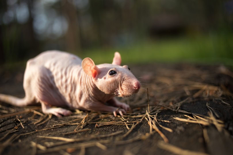 Sphynx rat