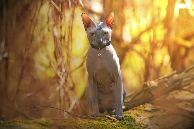 Sphynx