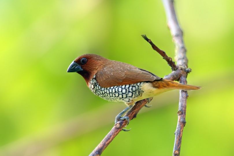 Spice Finch_Karel Bartik_shutterstock