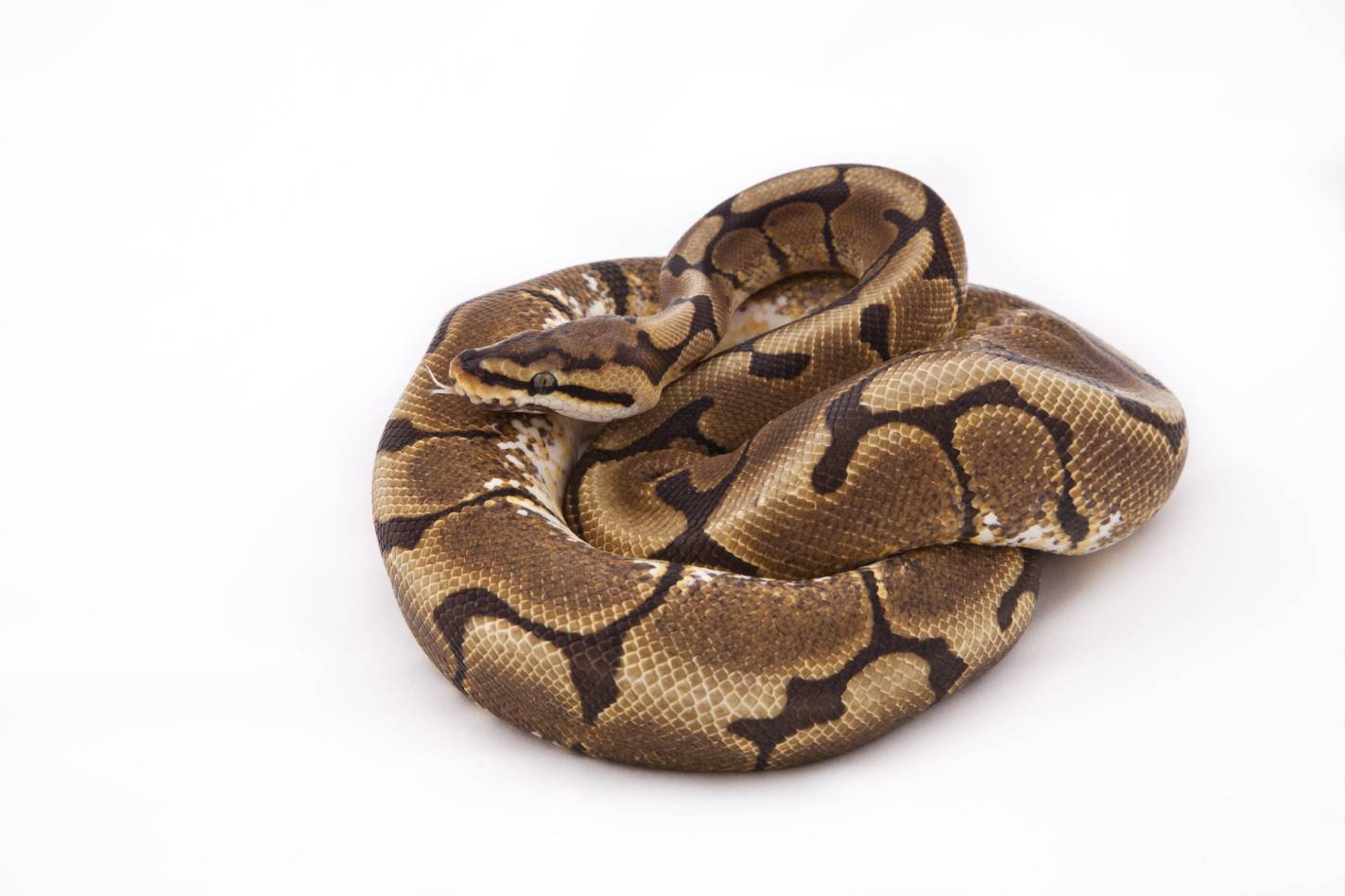 Spider Ball Python Morph