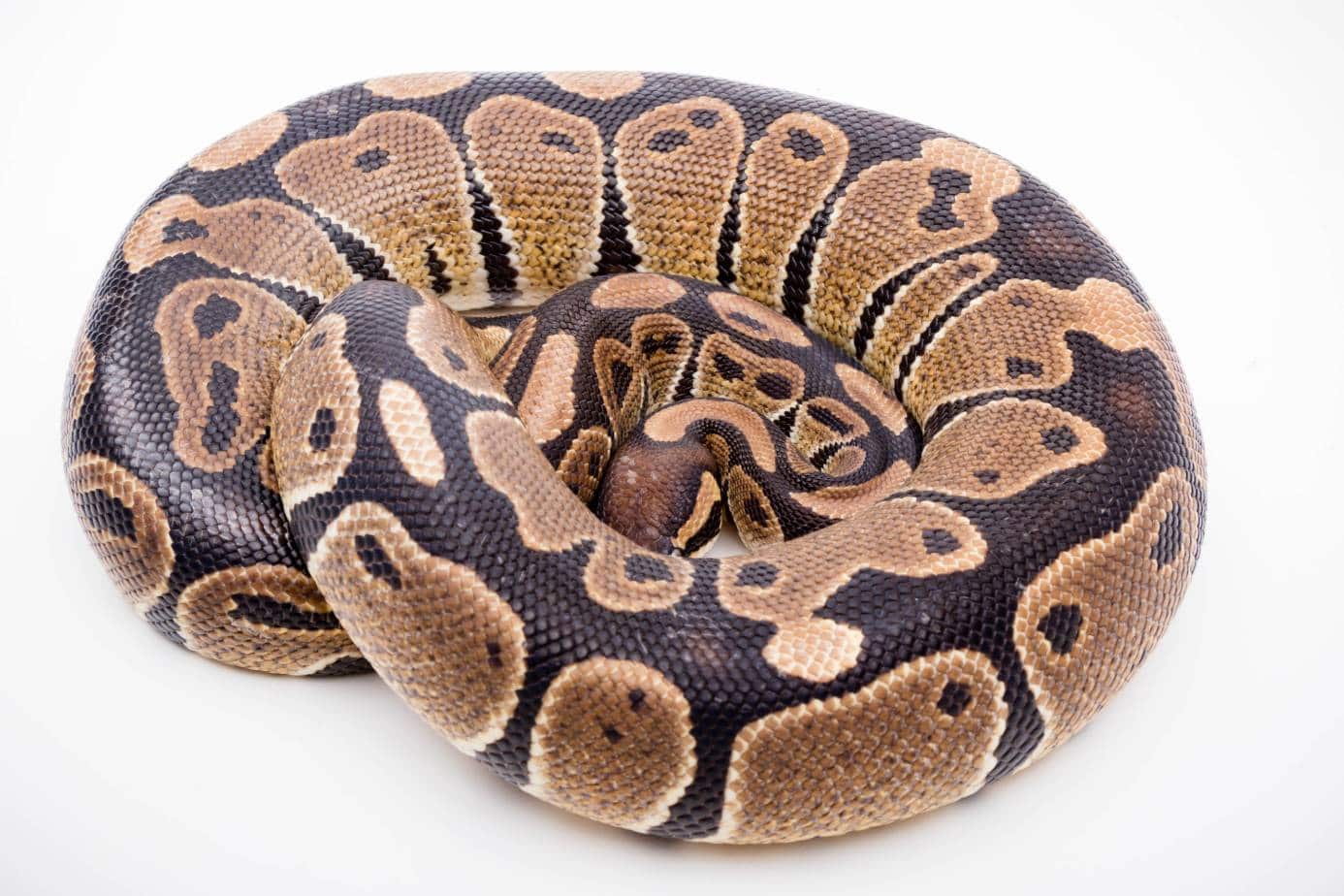 Spider Ball Python Morph