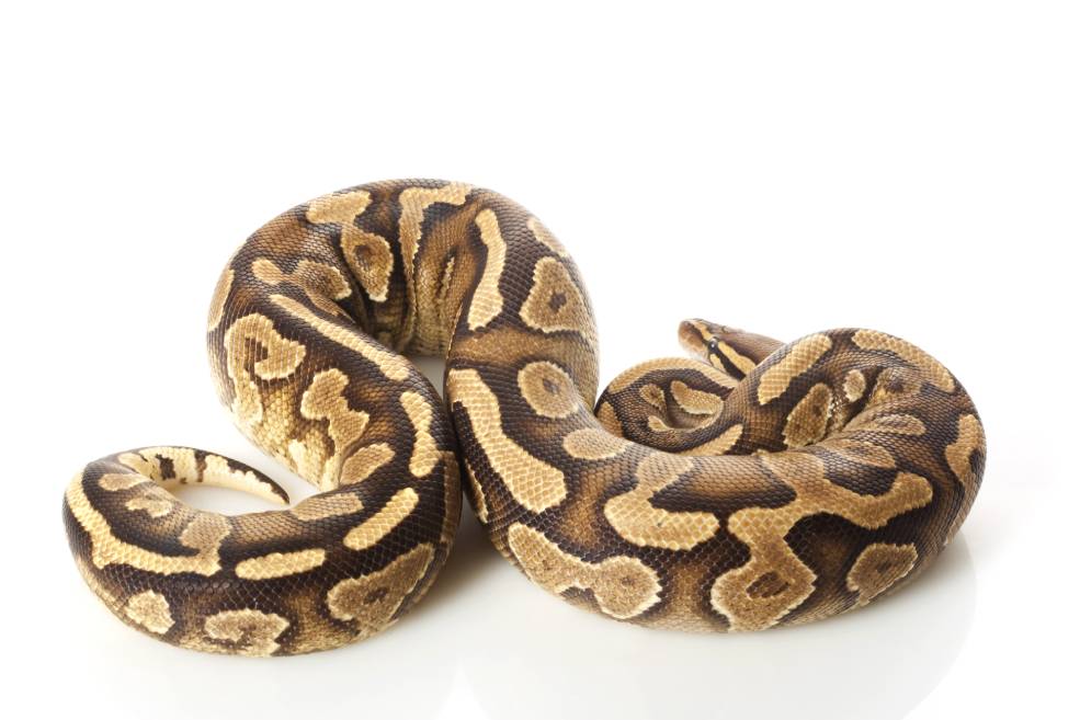 Spider Ball Python Morph