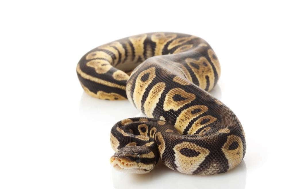 Spider Ball Python Morph