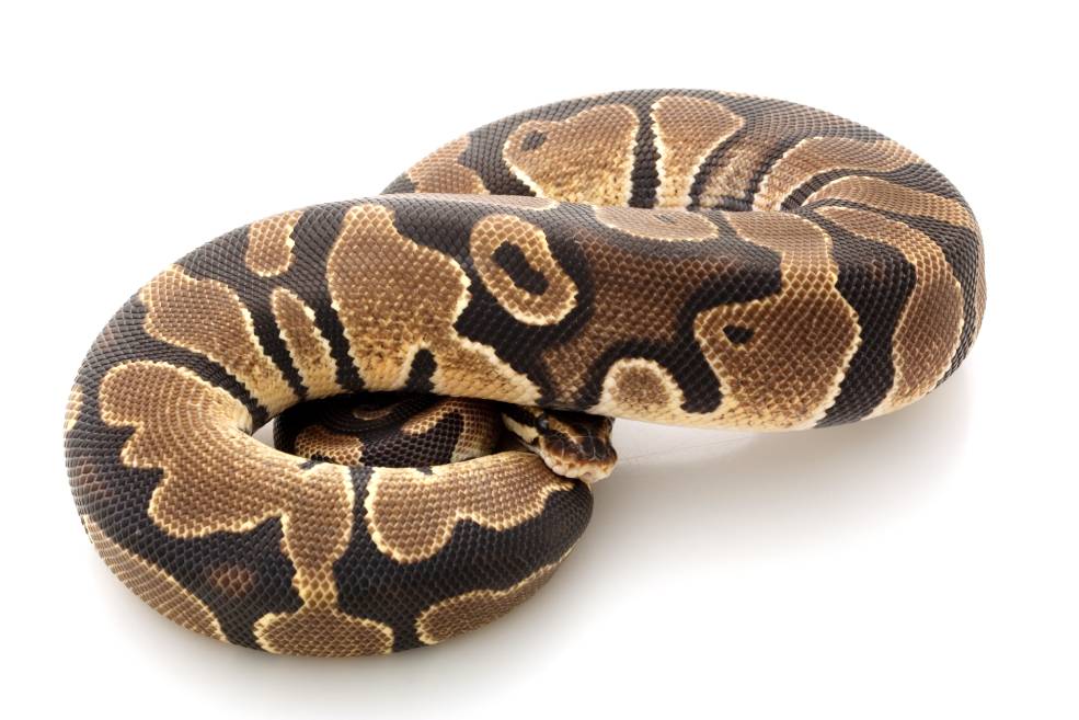 Spider Ball Python Morph