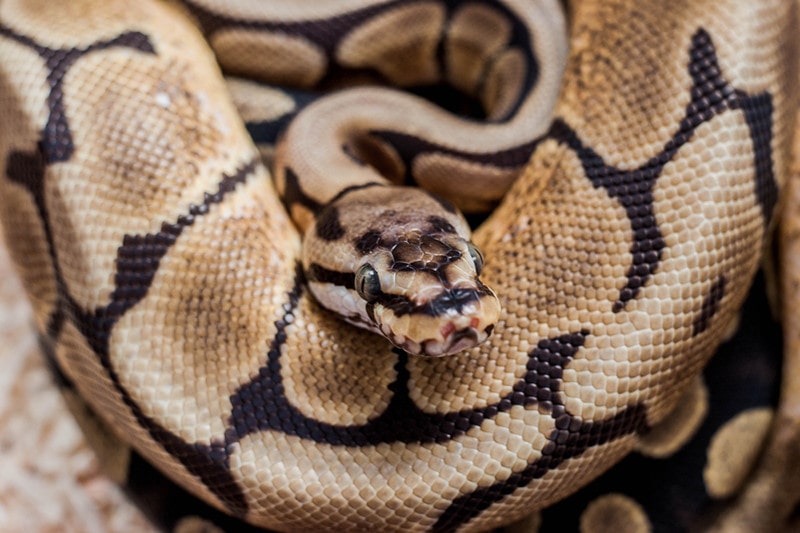 Spider ball python