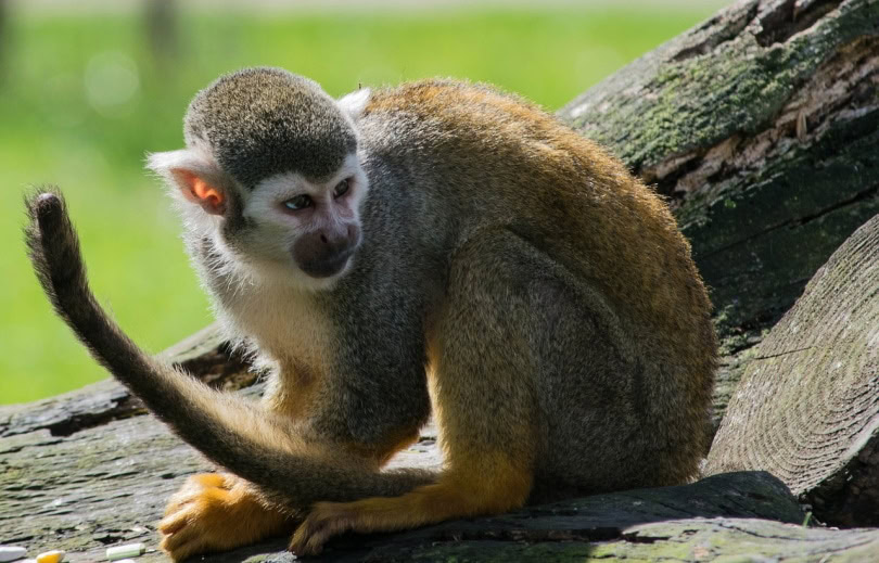 Spider monkey on top of a big fallen tree