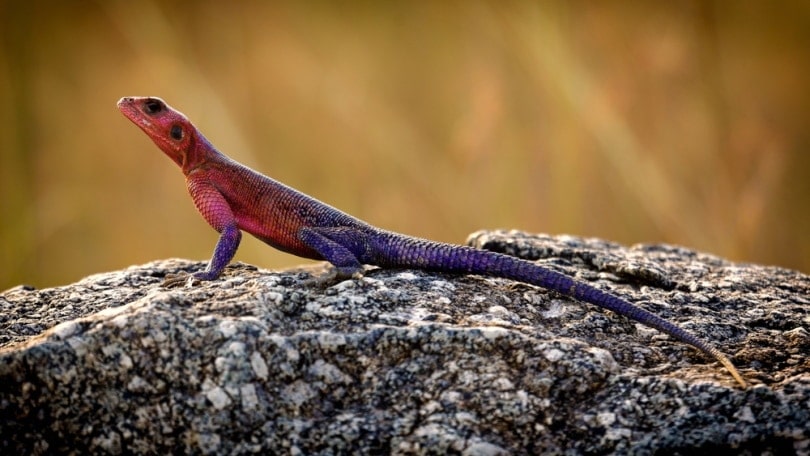 Spiderman agama on a rock