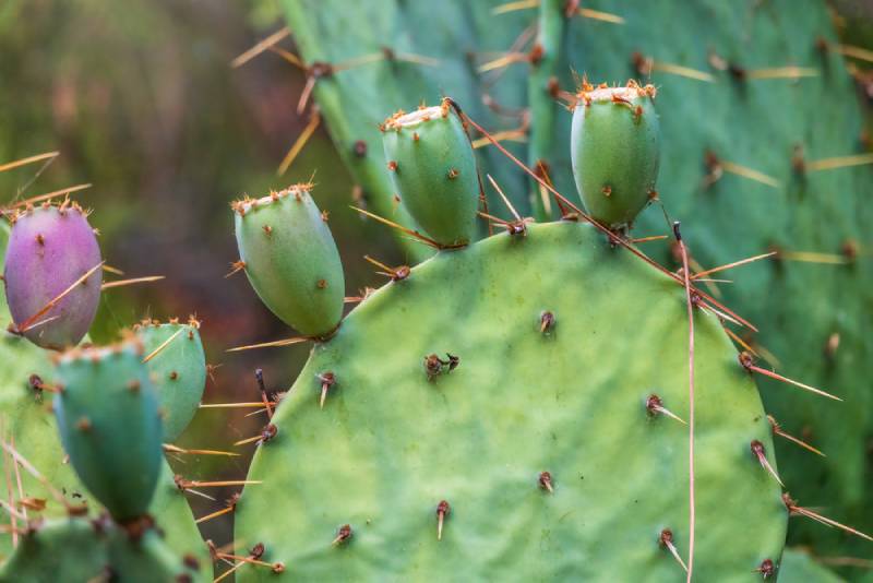 Spineless Prickly Pear Cactus or tigertongue Cactus