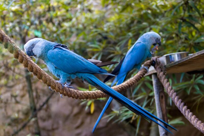 Spix’s Macaw two side view_Danny Ye_Shutterstock