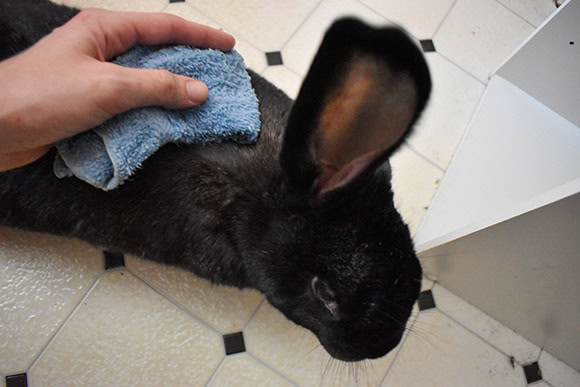 Spot Clean Rabbit