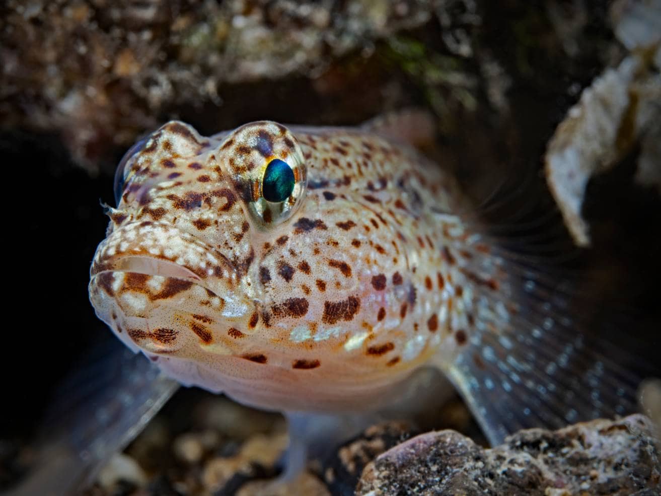 Spotfin Goby
