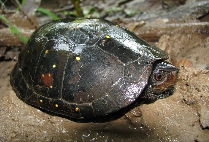 Spotted Turtle