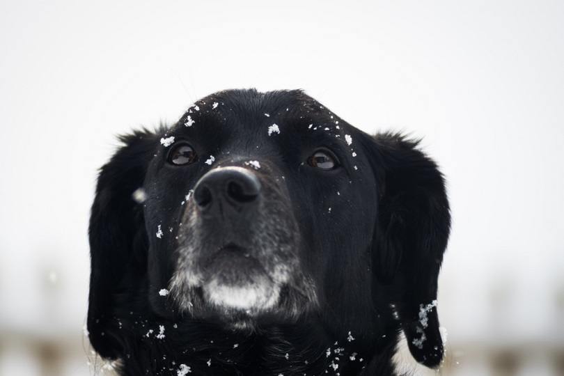 Springador_Andrew-Goodsell_shutterstock