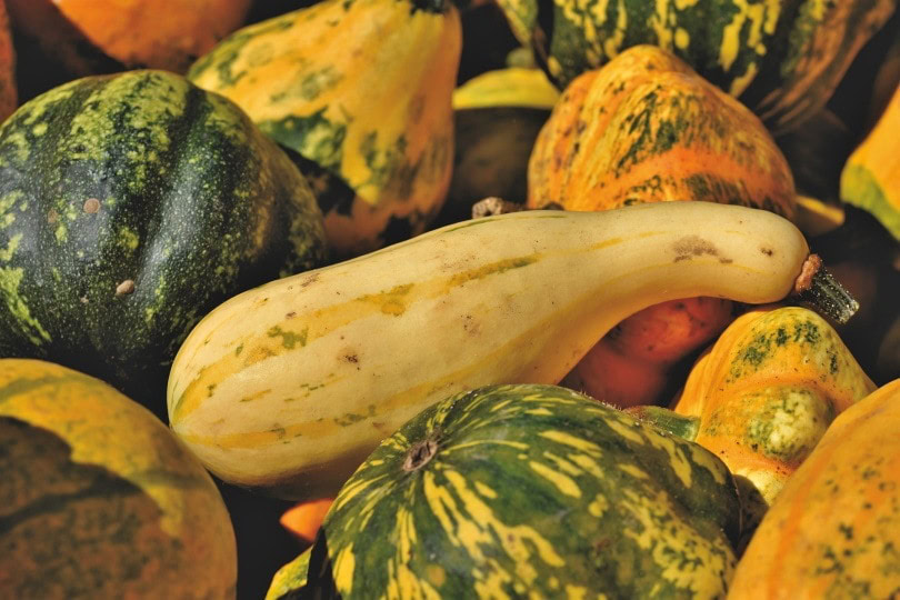 Squash_Capri23auto_Pixabay