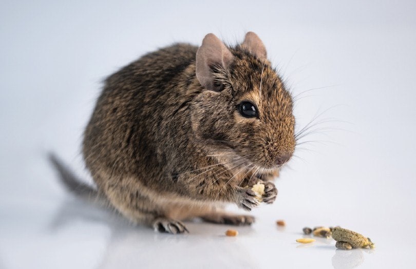 Squirrel degu eating food