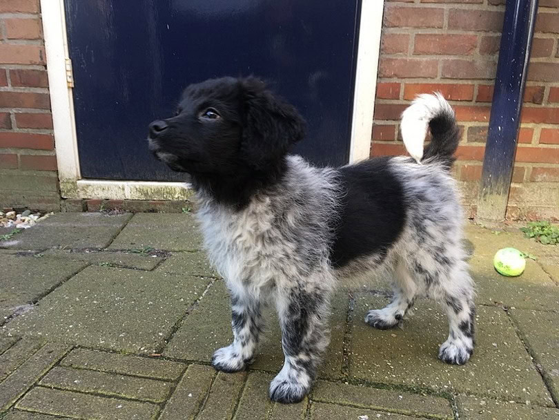 Stabyhoun_Daisai Gaming_Wikimedia