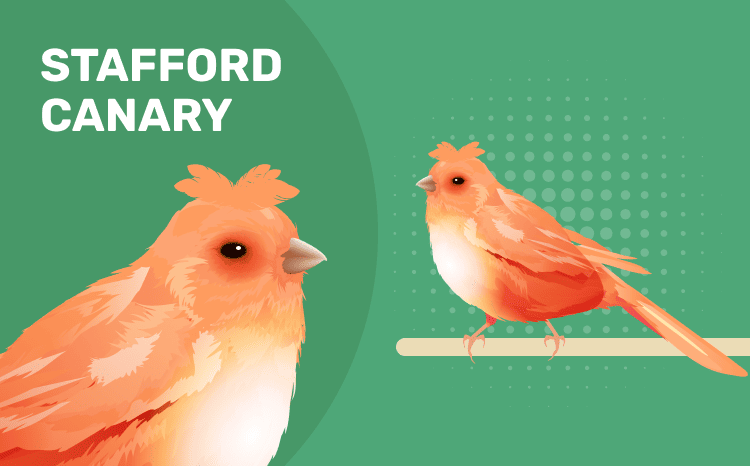Stafford Canary