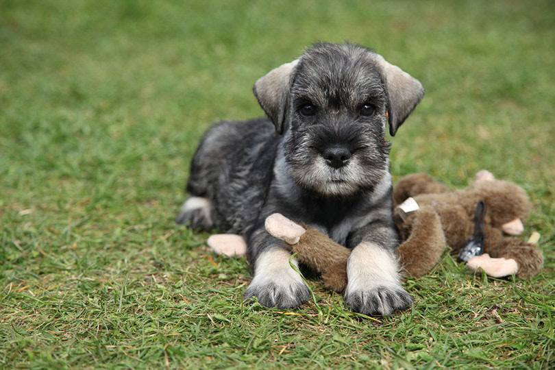 Standard Schnauzer Puppy