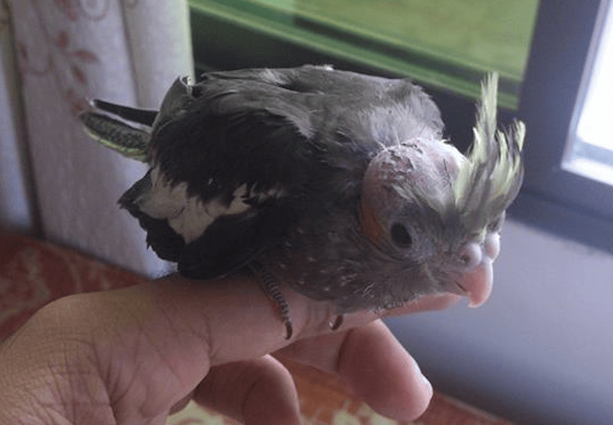 Starved cockatiel looking sick