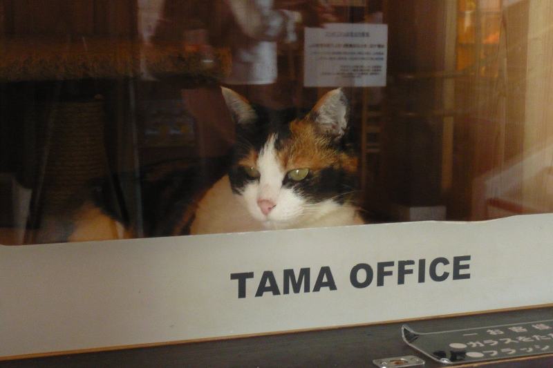Stationmaster Tama Cat