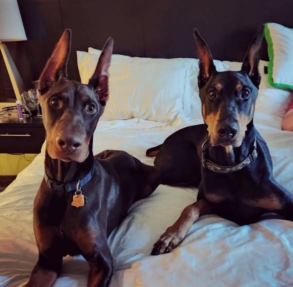 Staybridge Suites Knoxville West