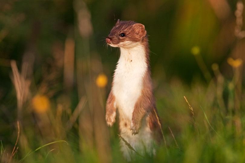 Stoat, Mustela erminea_Martin Prochzkacz_shutterstock