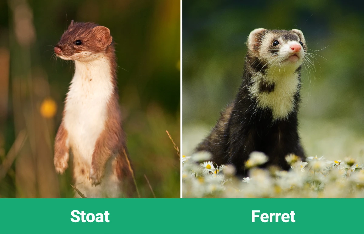 Stoat vs Ferret - Visual Differences
