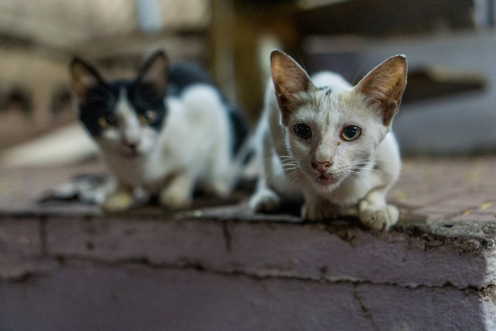 Stray cats in a street of india