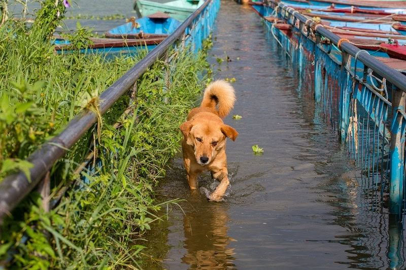 Stray dog running in the water on the flooded sidewalk_OlegD_shutterstock