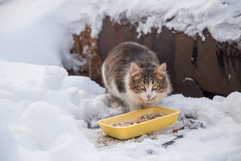 Stray homeless cat in snow cold winter outdoors eat food