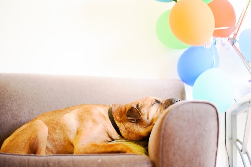 Stress dog lying on the couch with a party balloon