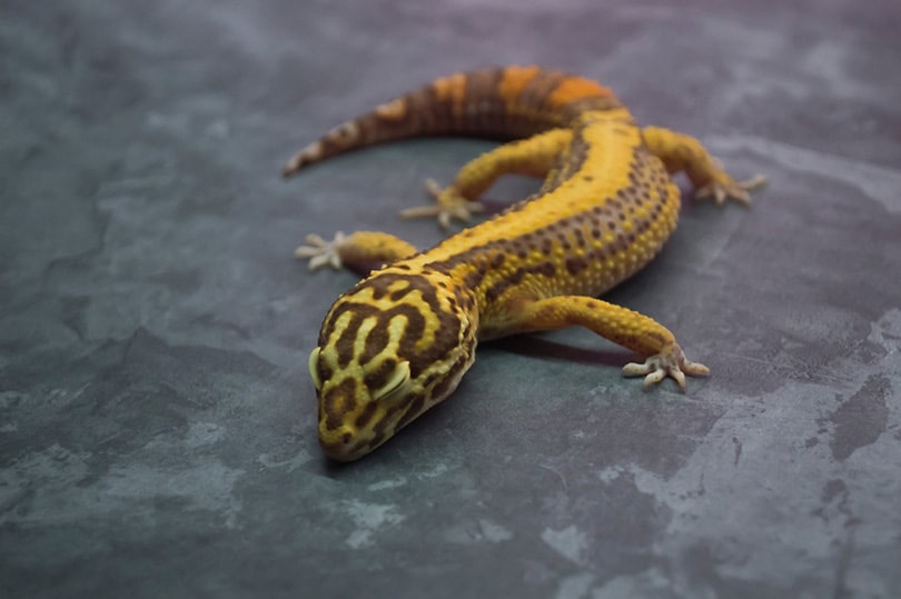 Striped Leopard Gecko