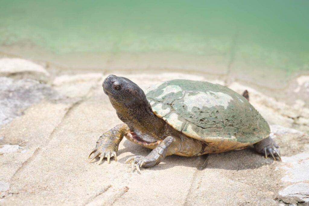Striped Mud Turtle side view_Feelartfeelant_Shutterstock