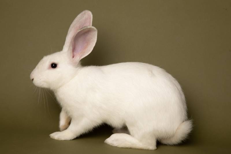Studio portrait of a white American mix rabbit