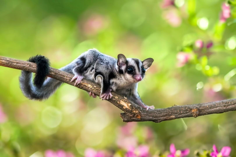 Sugar glider