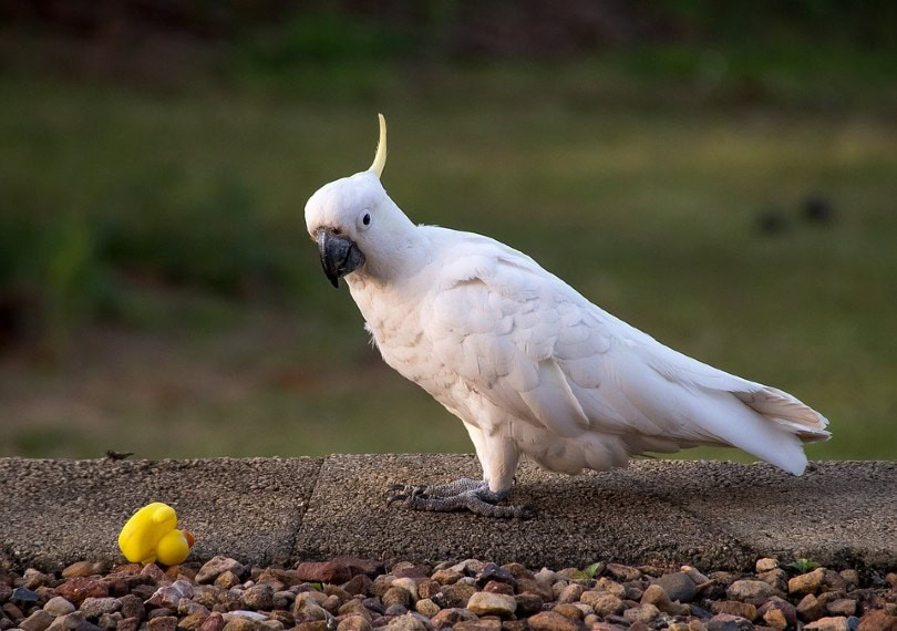 Sulphur Crested Cockatoo