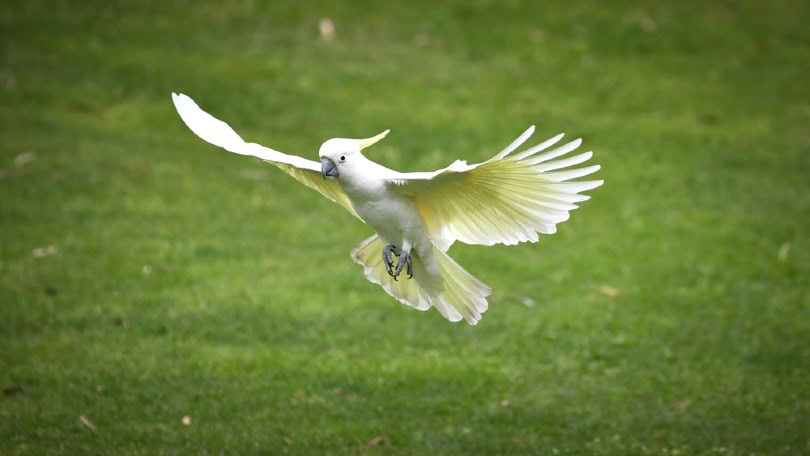 Sulphur crested Cockatoo in flight