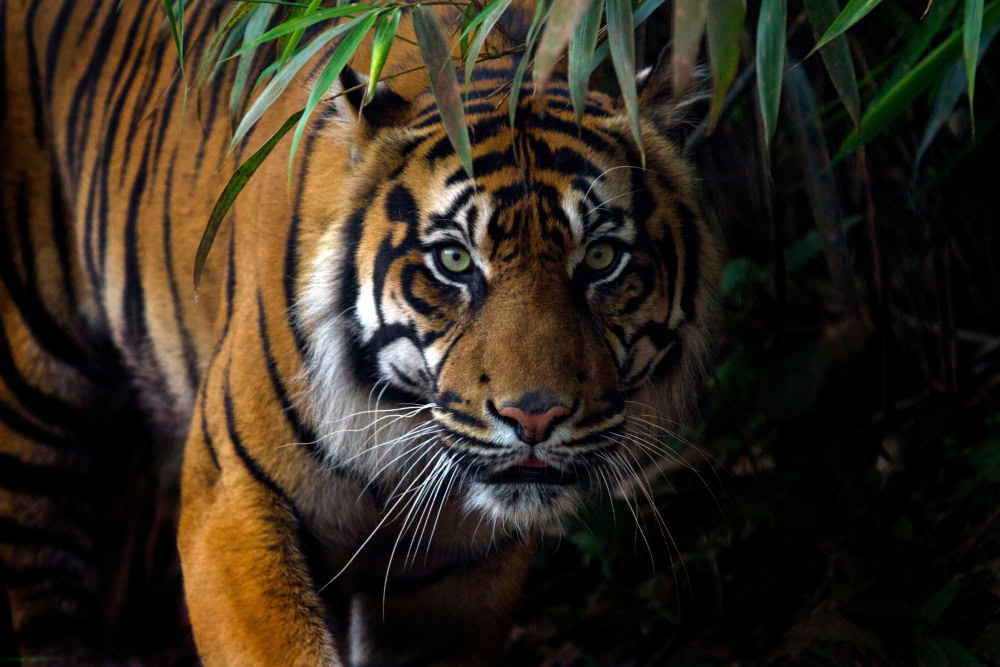 Sumatran tiger on the prowl