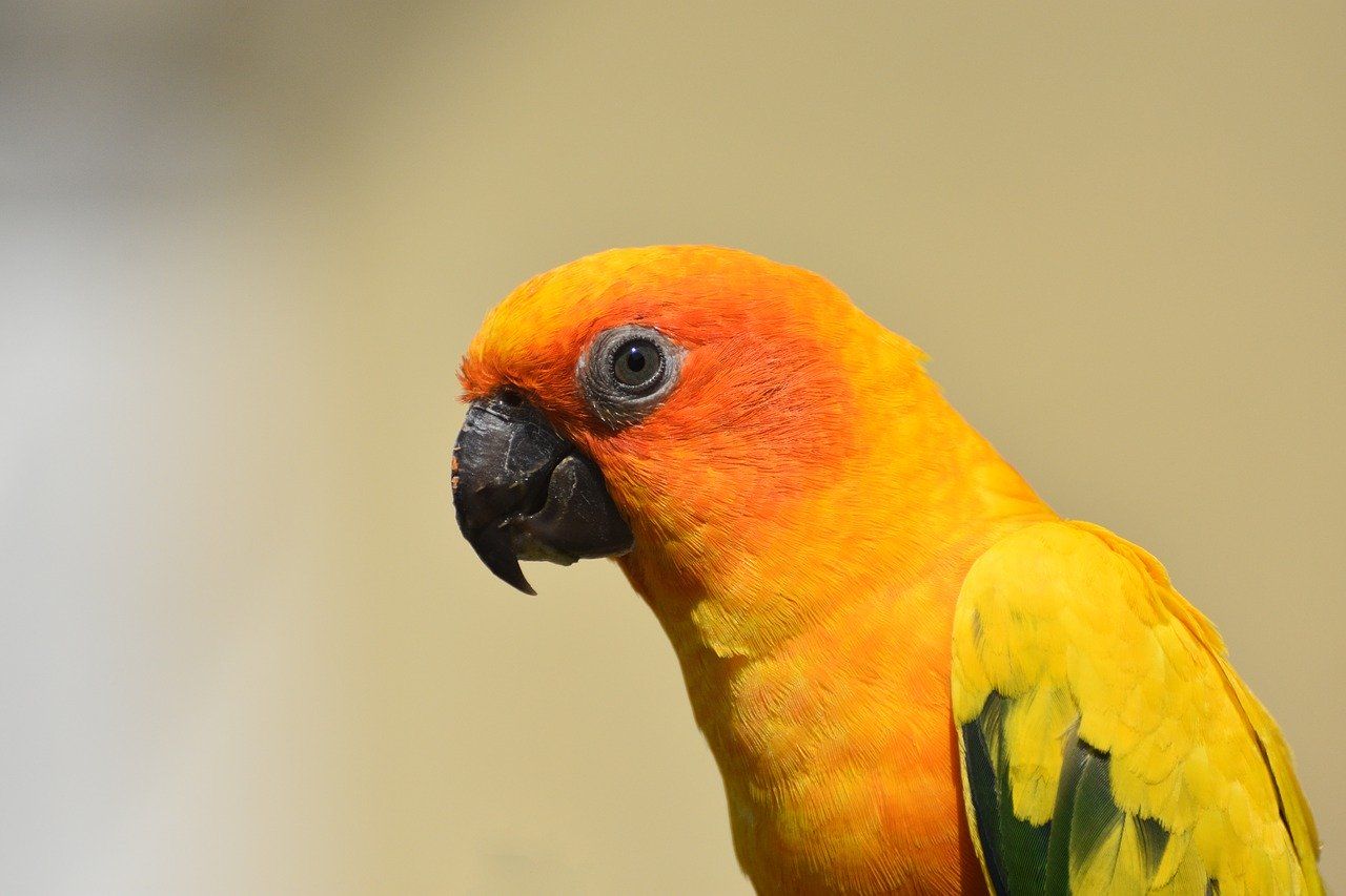 Sun Conure Parrot