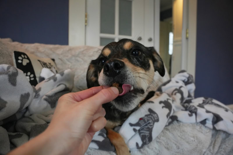 Sunday Scaries FOMO Bones - elo trying the treat