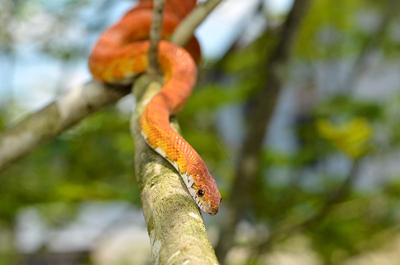 Sunkissed Corn Snake wrapped around a branch