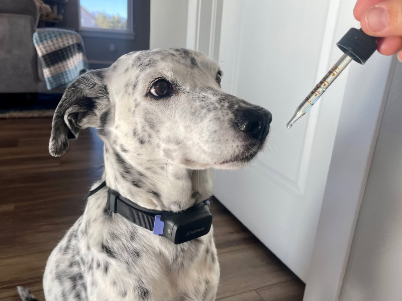 Sunmed Pet CBD Products - giving cbd oil to ragz